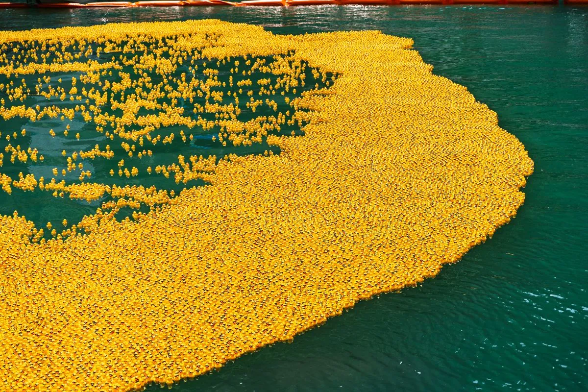 Thousands of yellow rubber ducks racing across green water, packed together at the start of a charity duck race